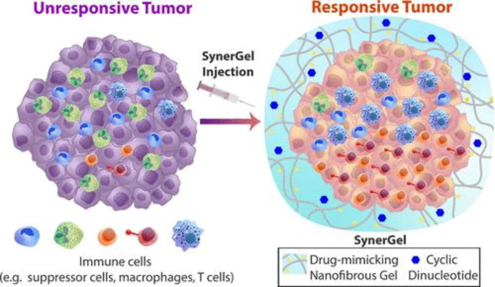 An illustrated comparison of a cancerous tumor before and after SynerGel is injected.