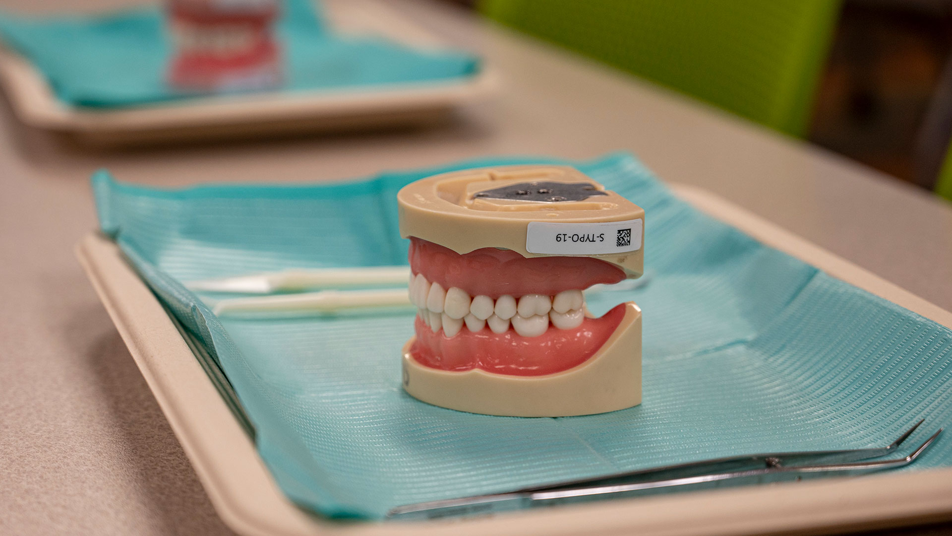 Close-up of a plastic dental model on a turquoise bib–lined tray with dental instruments, prepared for classroom training.